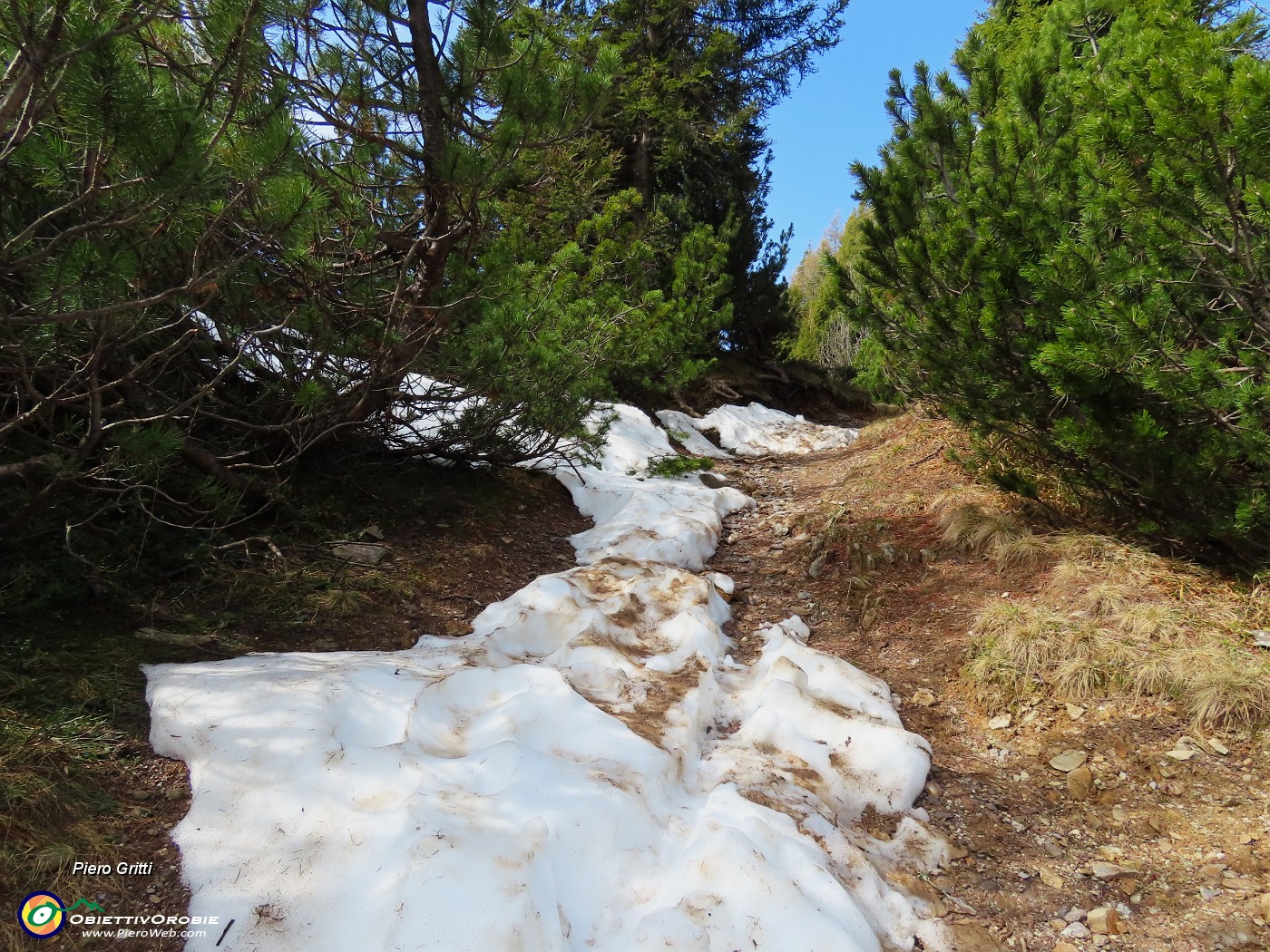 07 Sul sent. 217 tra pini mughi ad alto fusto e pestando anche neve.JPG